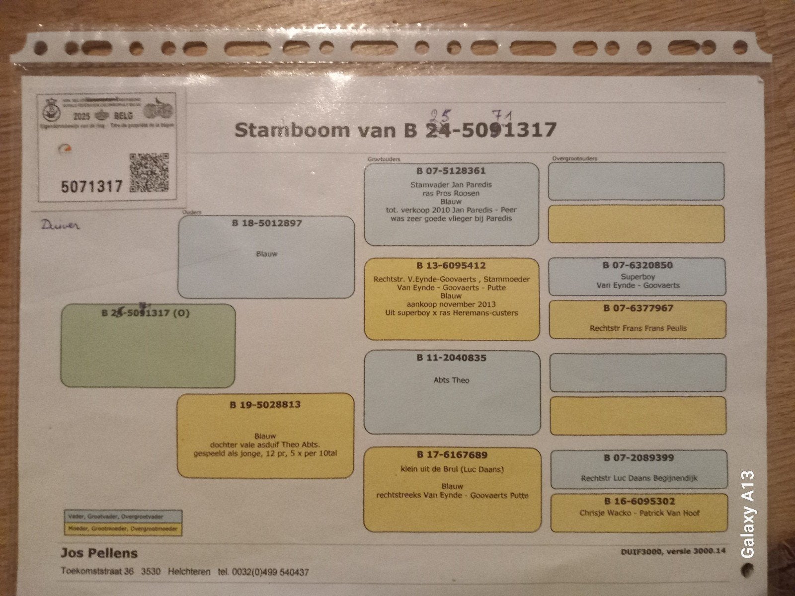 kweekduivers met pedigre, Mâle, Pigeon voyageur