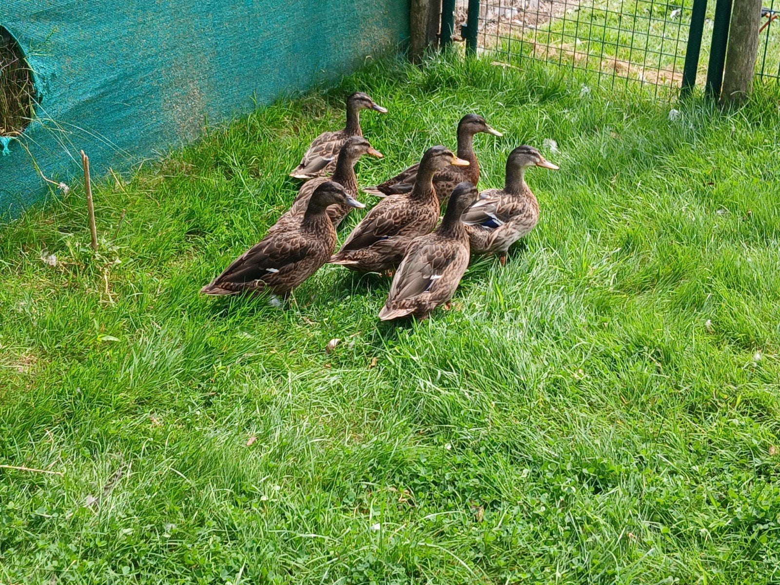 4 jeunes canards sauvages à vendre
