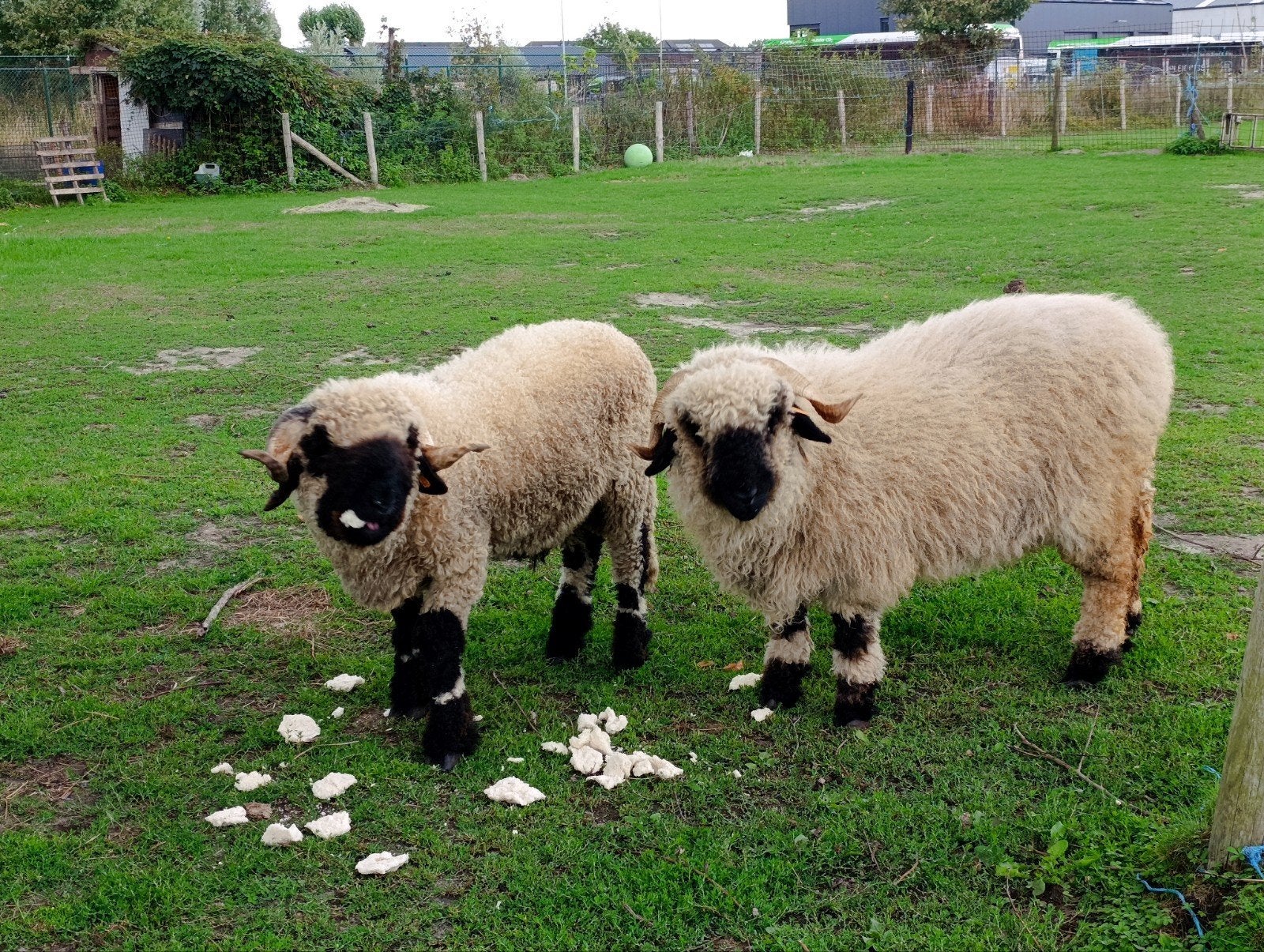 Walliser Schwarznase schapen, geregistreerd, jong koppeltje, Dieren en Toebehoren, Schapen, Geiten en Varkens, Meerdere dieren