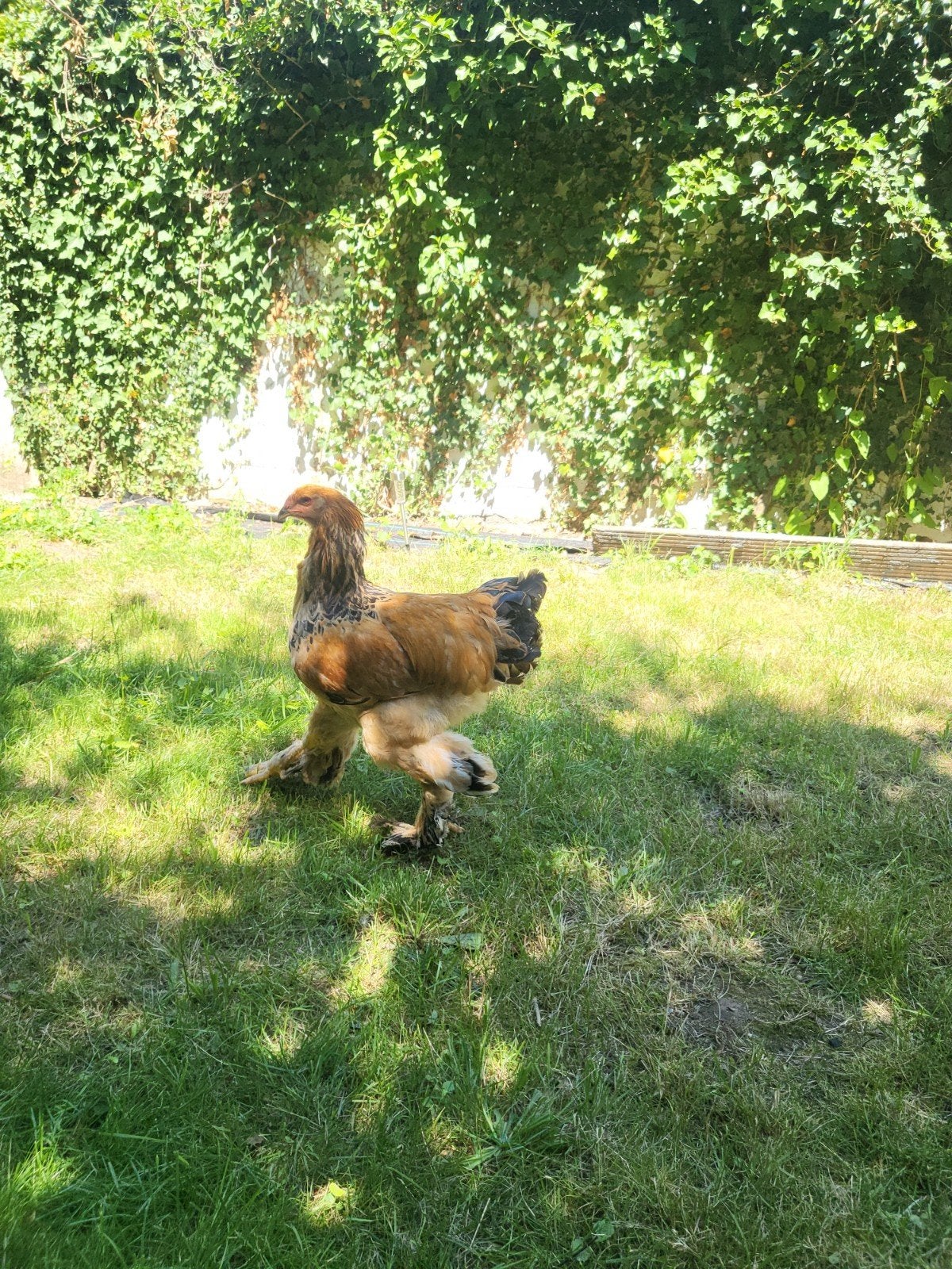 Coq Brahma, Animaux & Accessoires, Volatiles
