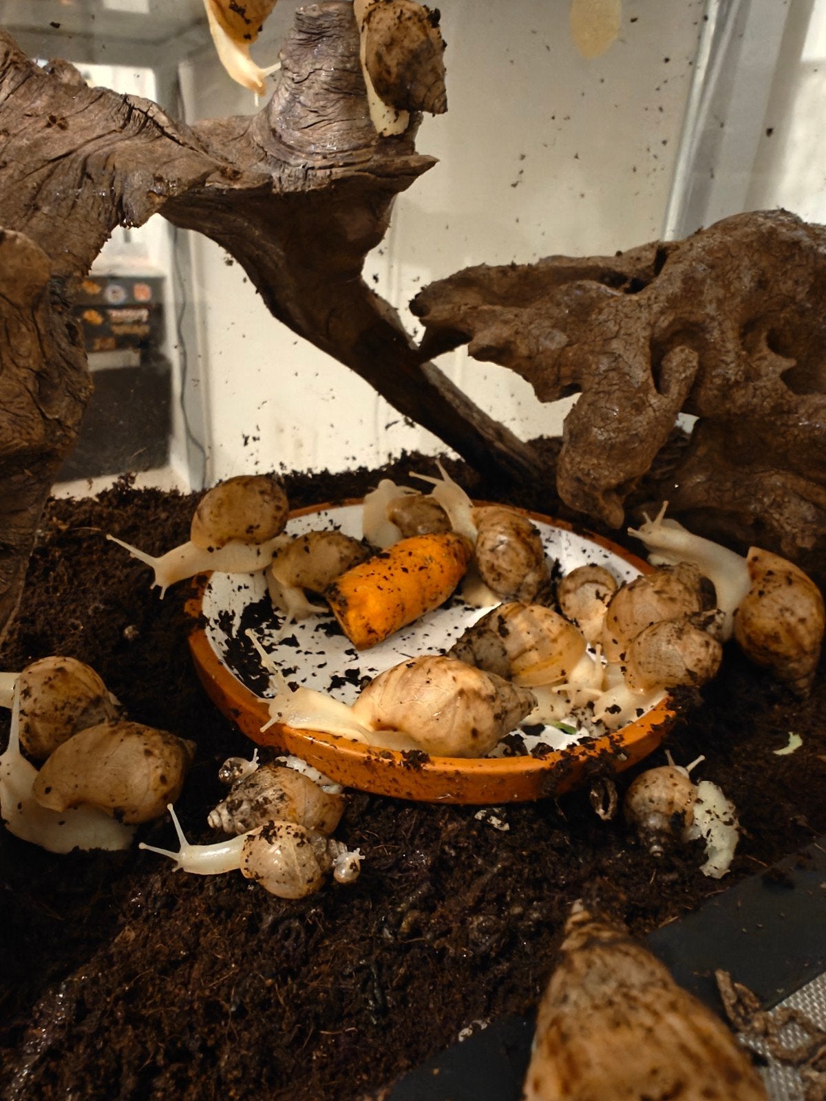 Achatina fulica albino, Dieren en Toebehoren
