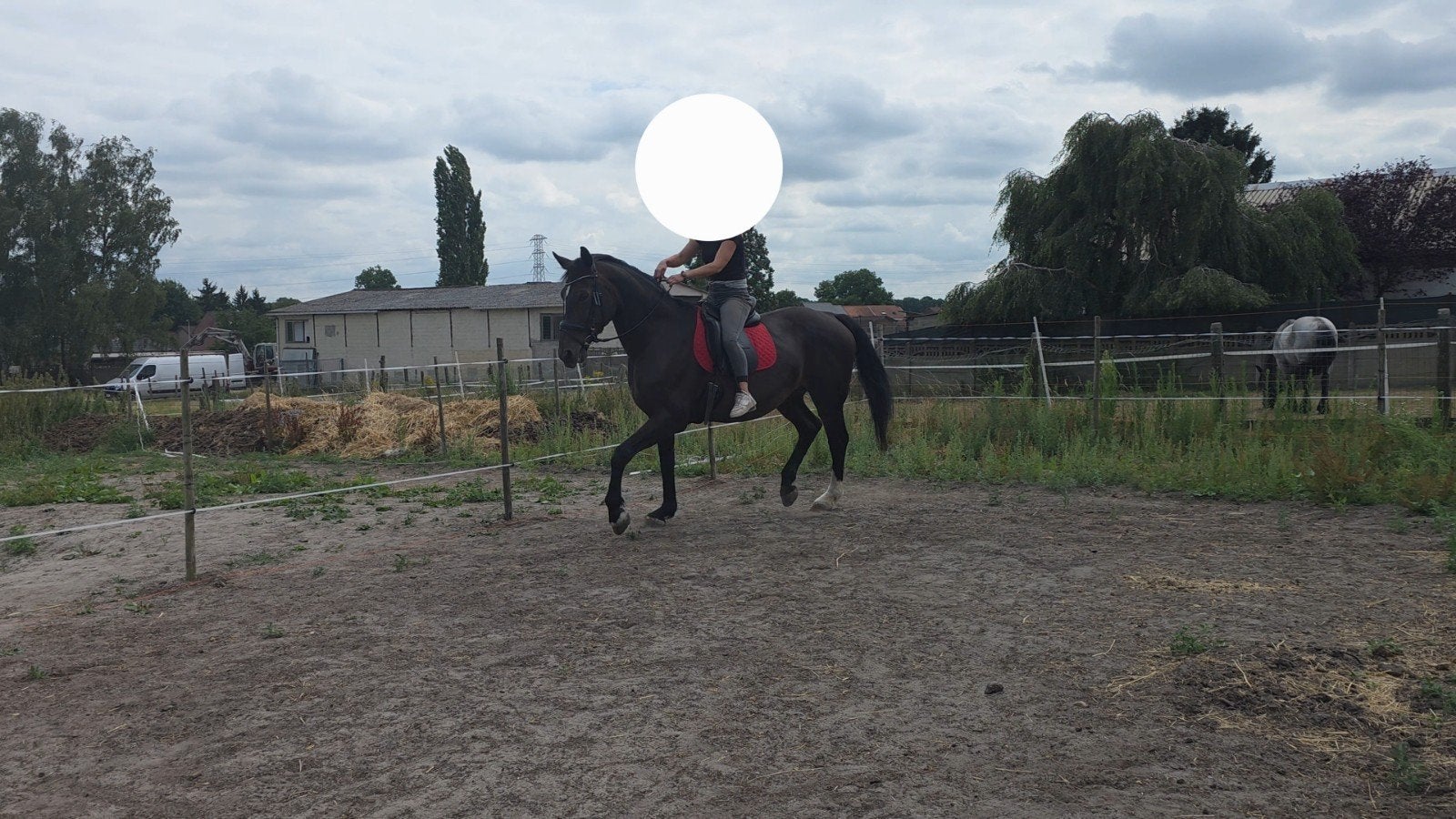 Meerdere paarden beschikbaar voor halve stal