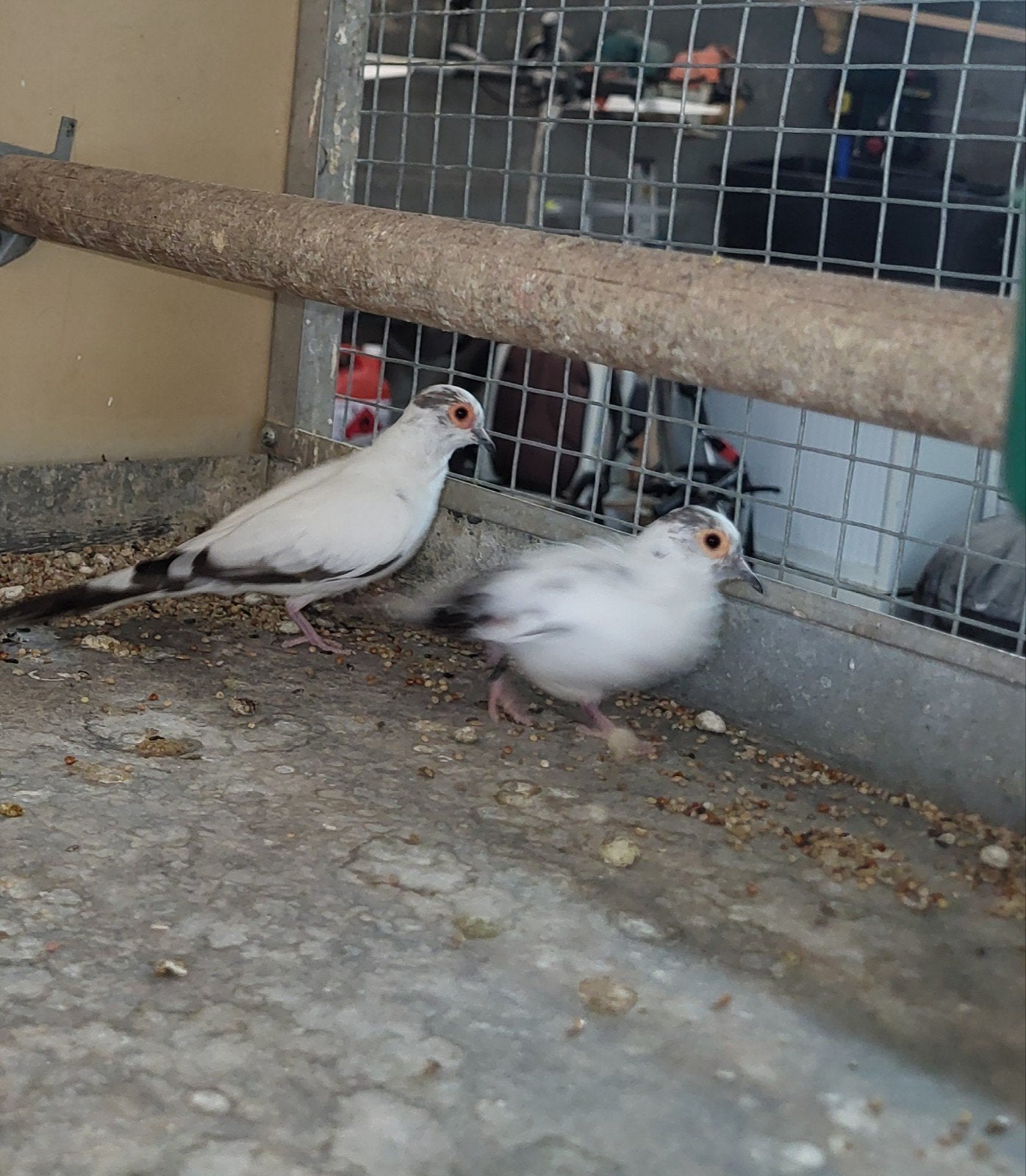 bonte diamantduifjes, Dieren en Toebehoren, Tropenvogel