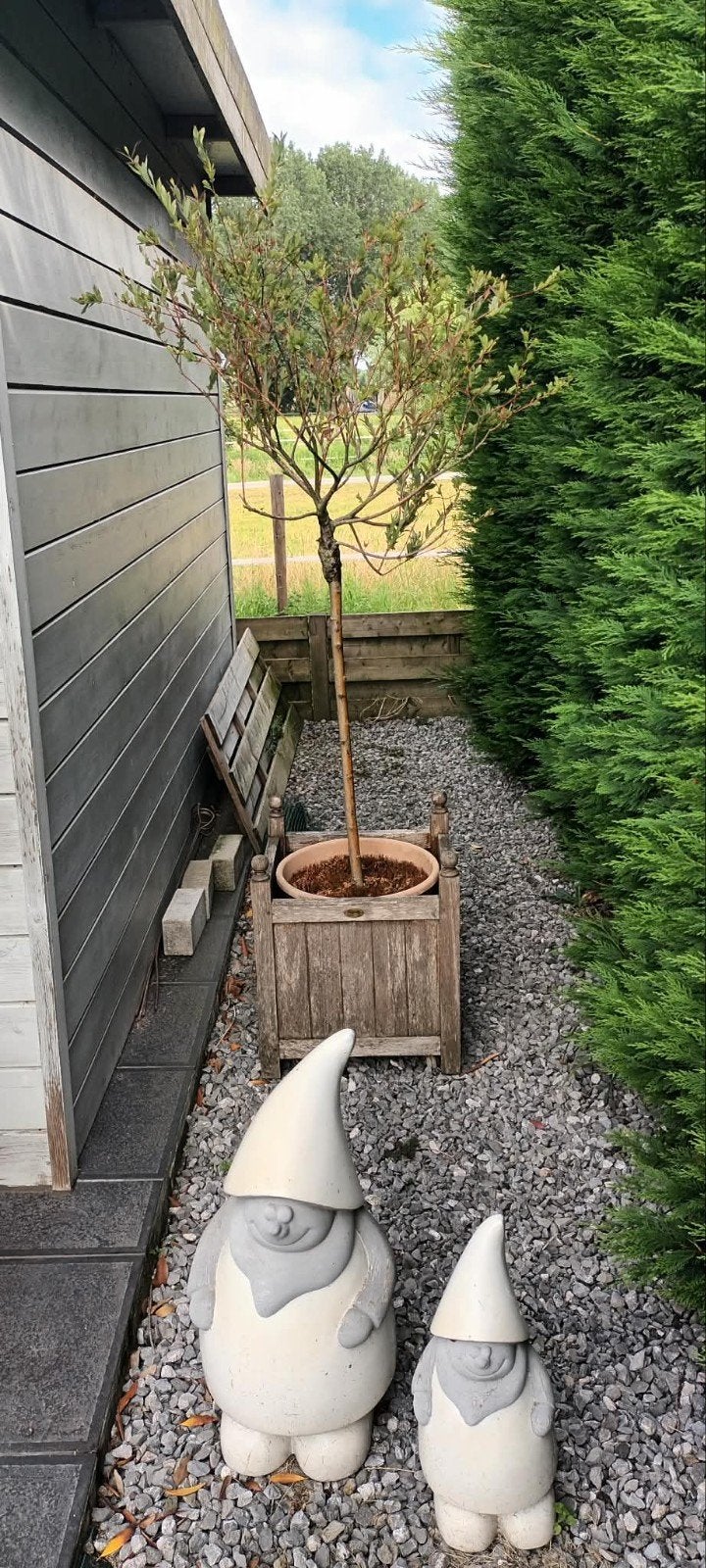 SALIX FLAMINGO boompjes, Tuin en Terras, Ophalen