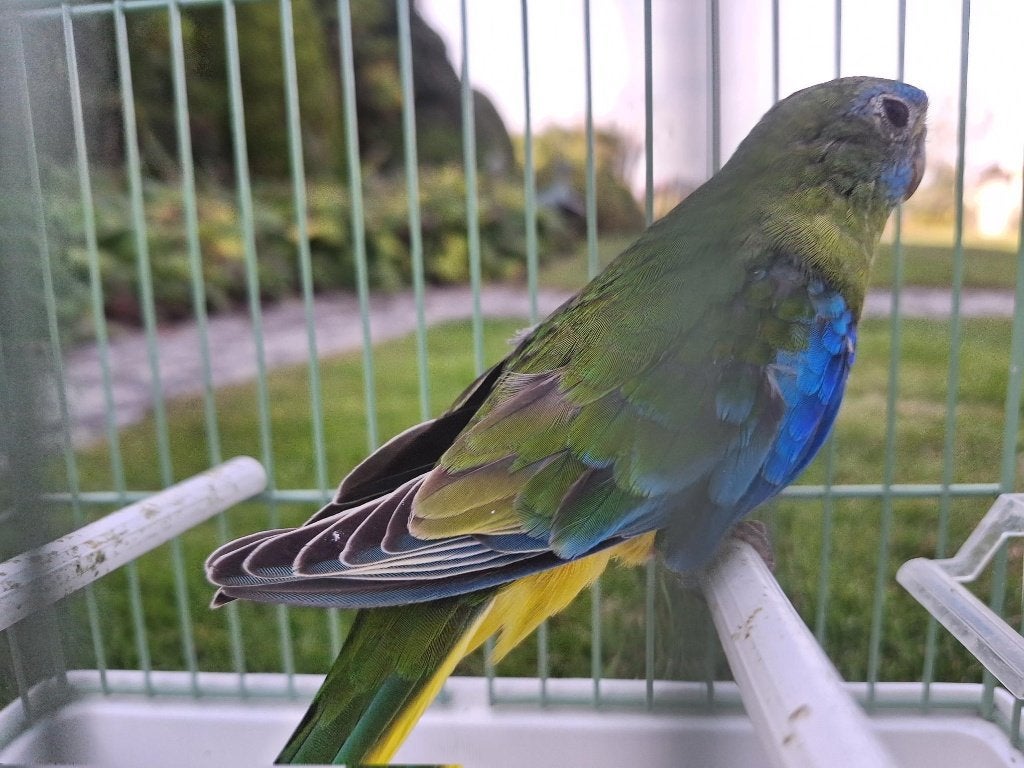 Turquoisine parkieten poppen, Dieren en Toebehoren, Vrouwelijk, Parkiet, Geringd