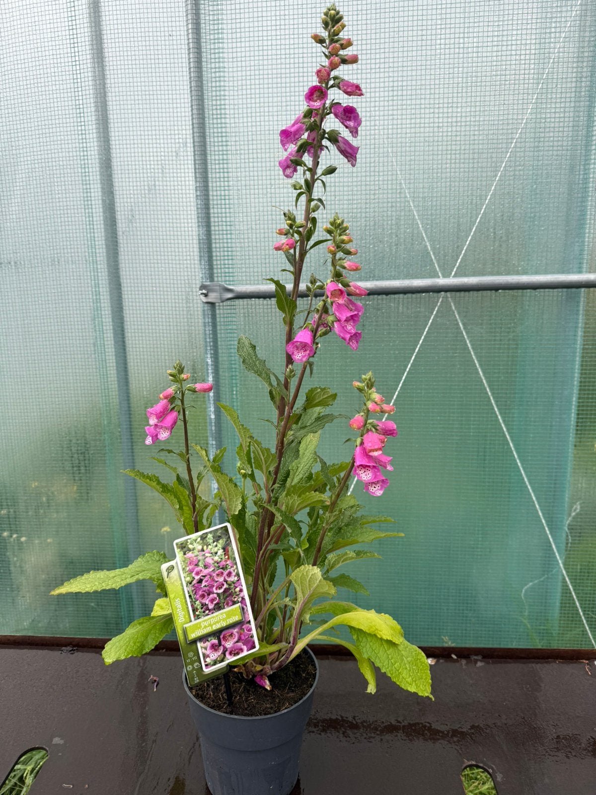 Digitalis, Tuin en Terras, Ophalen