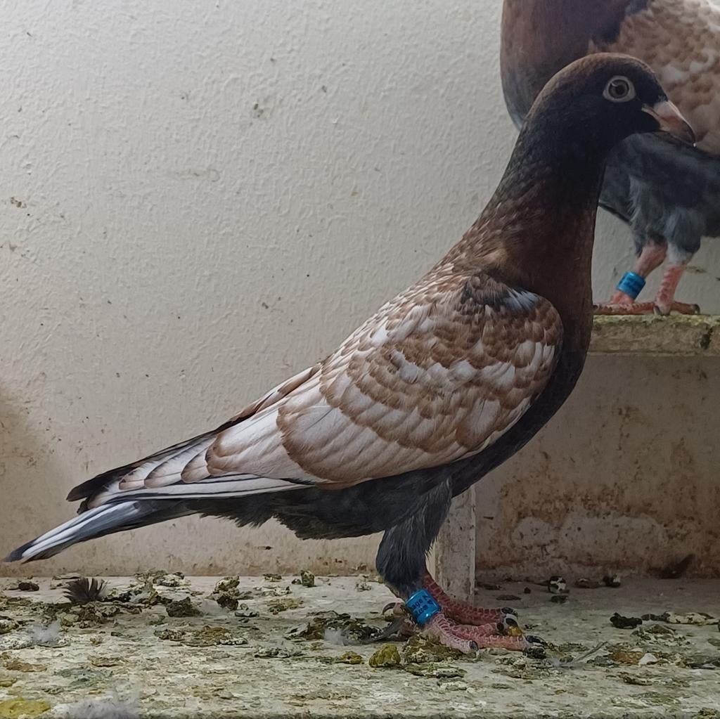 Kleurpostduiven, Dieren en Toebehoren, Vogels | Overige Vogels