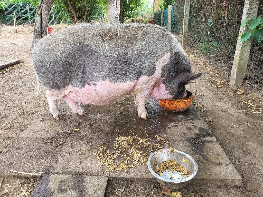 Varken zoekt dringend nieuwe thuis, Dieren en Toebehoren, Overige Dieren, Mannelijk, Januari