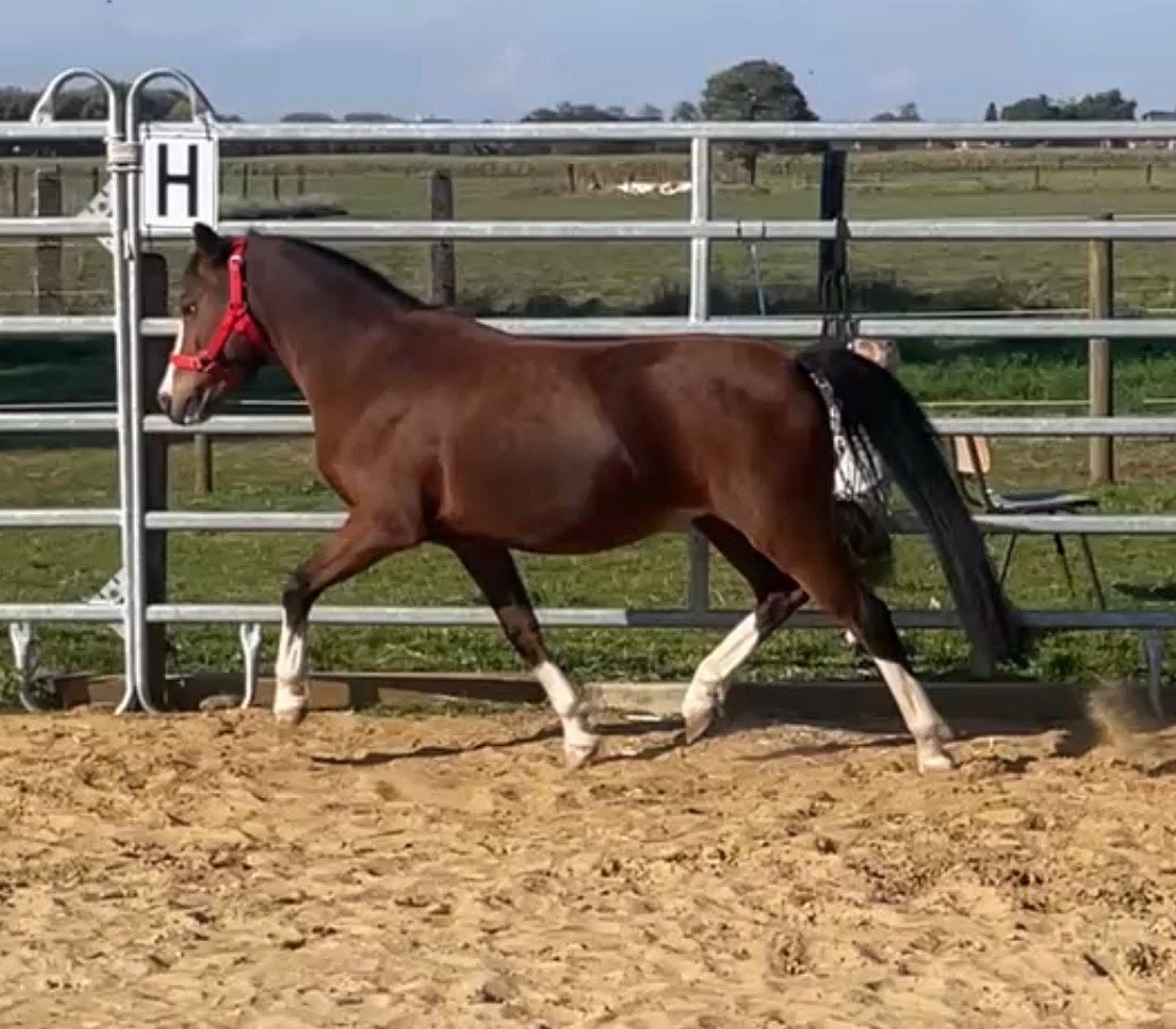 Kindvriendelijke B pony, Dieren en Toebehoren, Merrie, B