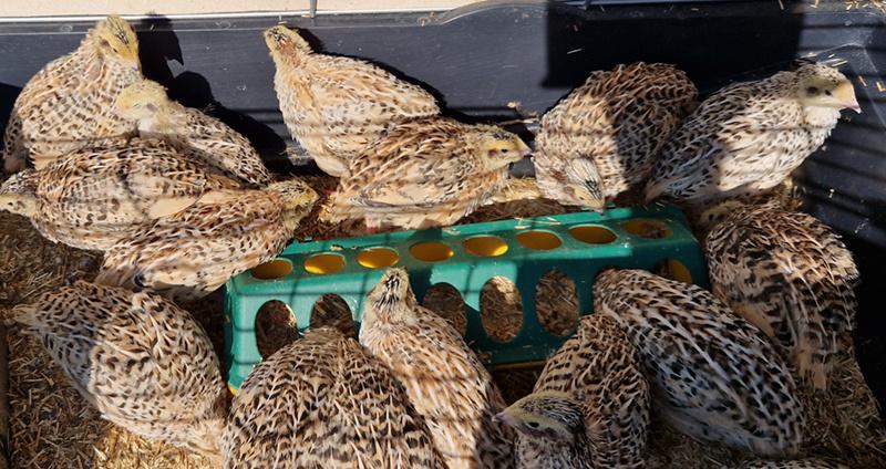 jonge kwartels (+3 weken), Plusieurs animaux