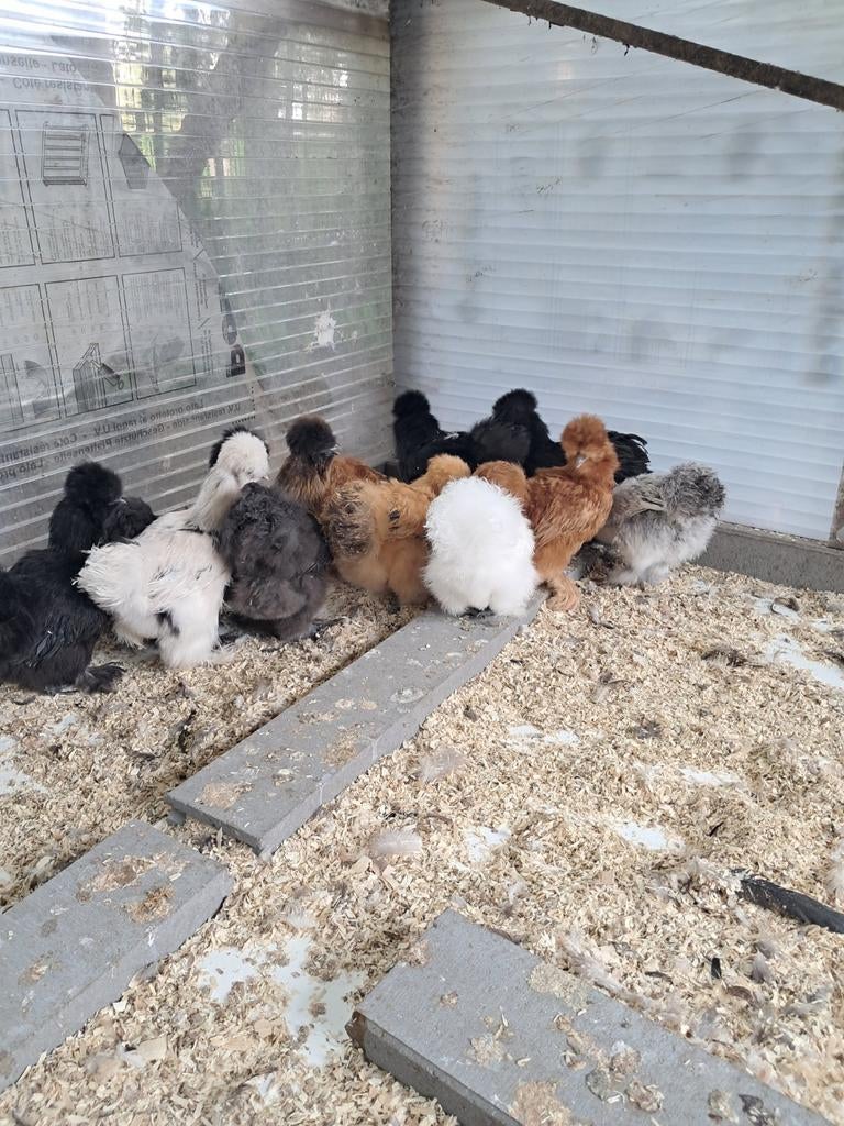 Zijdehoen hennen, Femelle, Poule ou poulet
