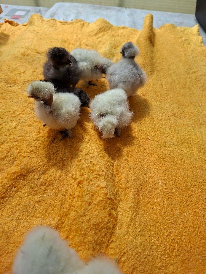 poussins à cou nue volaille à soie, Sexe inconnu, Poule ou poulet
