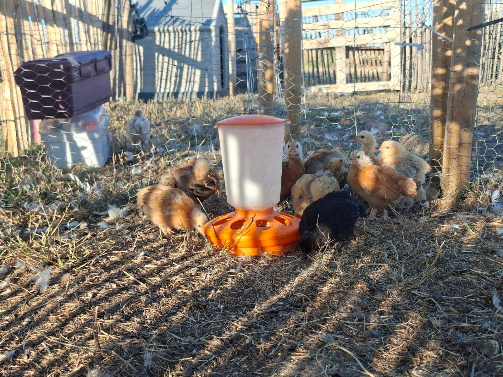 10 Kuikens Brahma (80 voor alles), Dieren en Toebehoren, Pluimvee