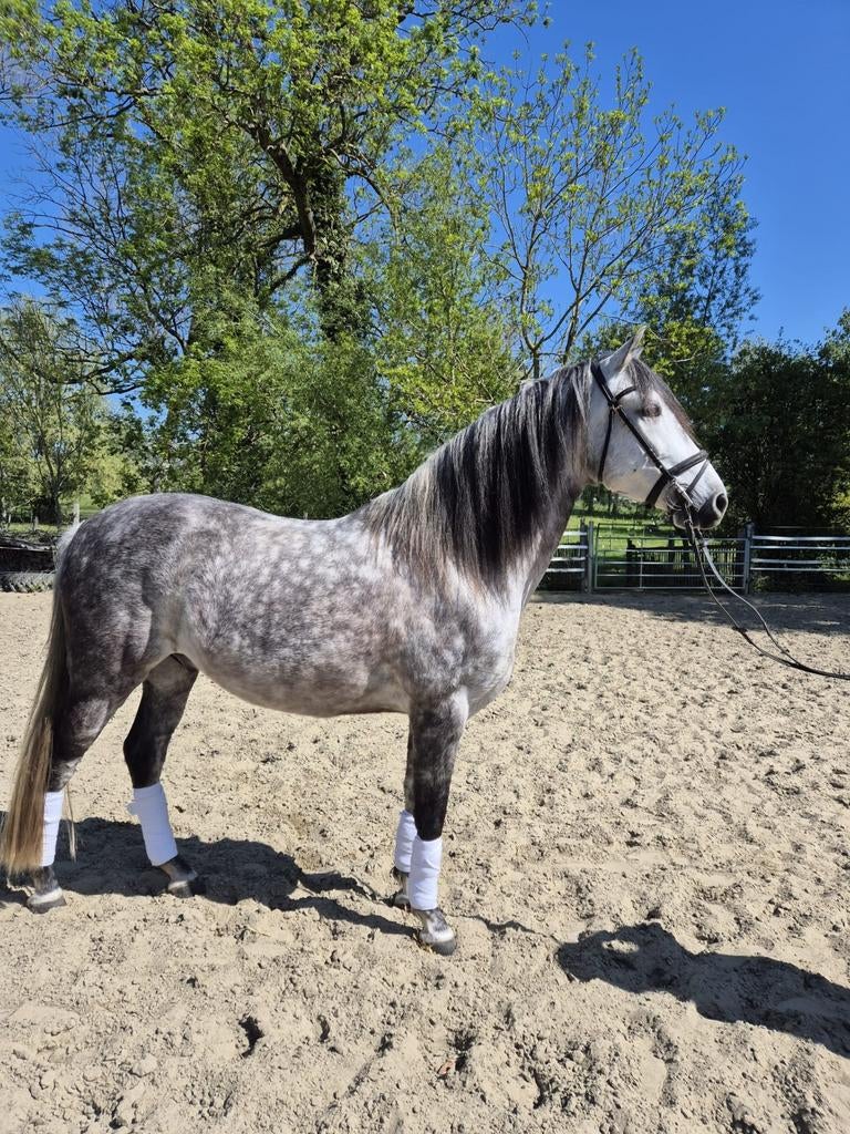 PRE ruin zoekt 5 sterrenhuisje, Dieren en Toebehoren, Ruin, 160 tot 165 cm, 7 tot 10 jaar