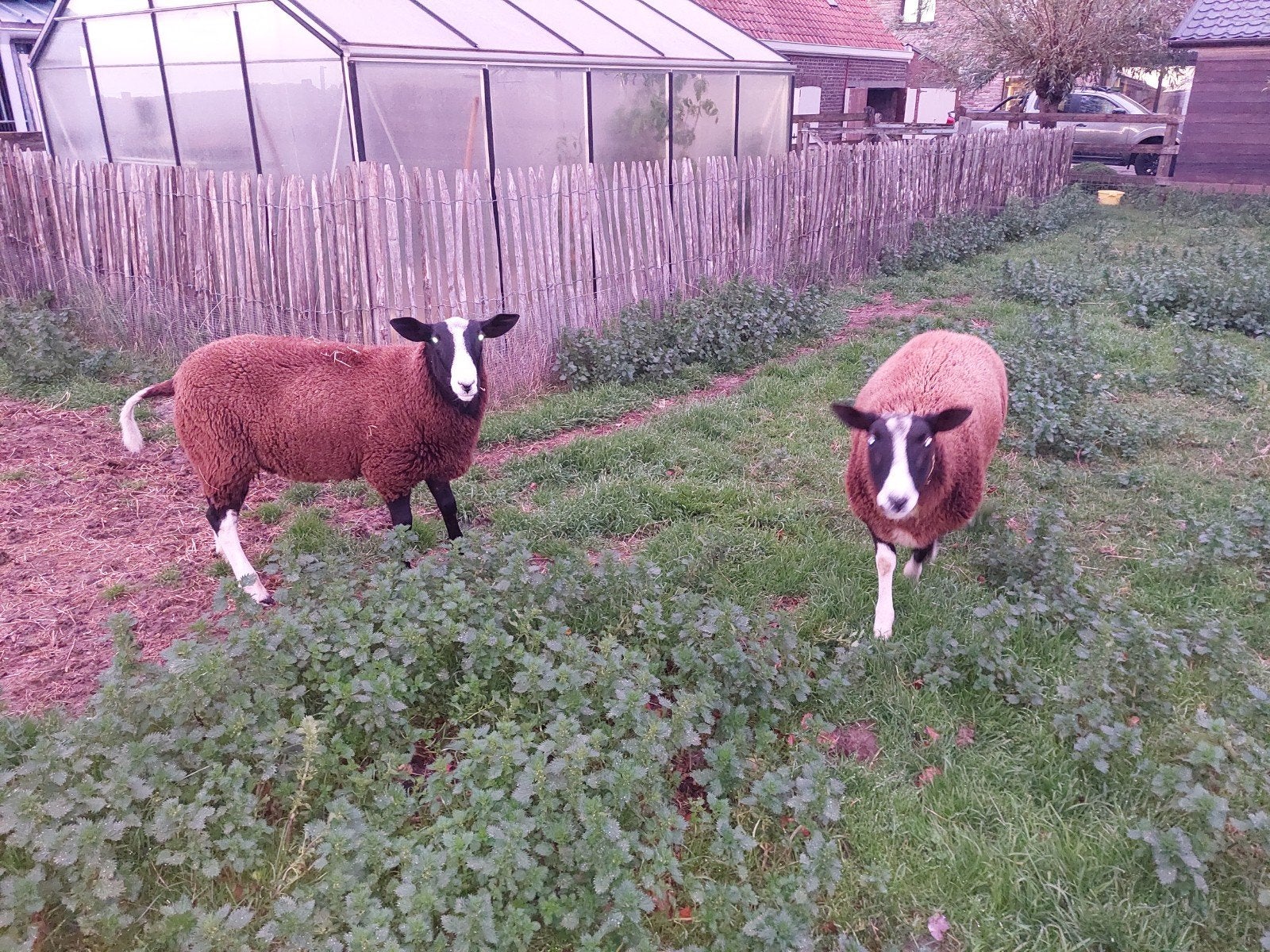 schapen te koop