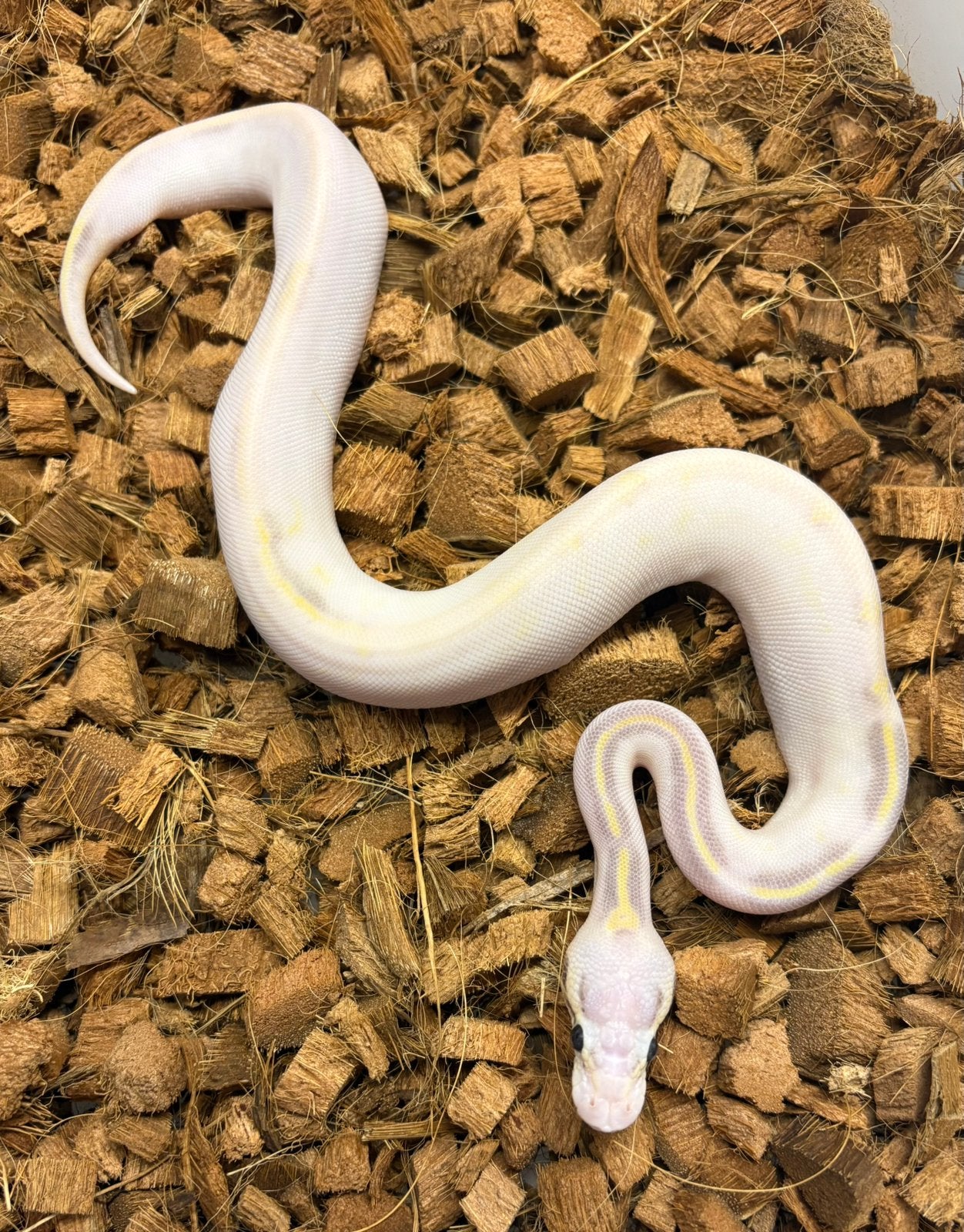 Python Regius SH Highway Vanilla Pastel Ball Python photo 3