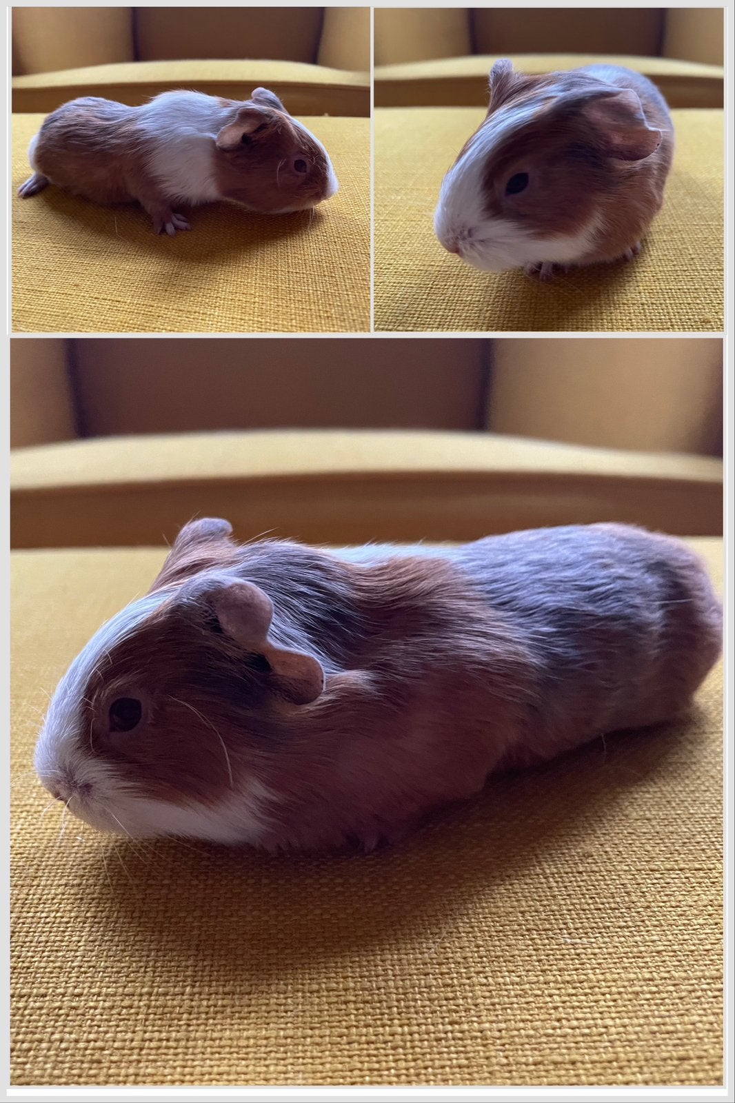 Cavia vrouwtjes, Dieren en Toebehoren, Cavia, Vrouwelijk, Tam, Oktober