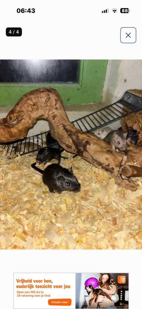 Jonge Gerbils, Dieren en Toebehoren, Knaagdieren, Maart, Meerdere dieren, Overige typen