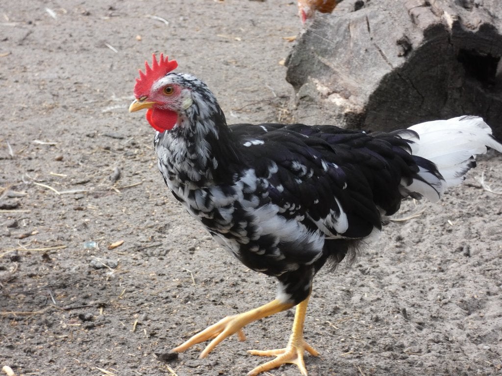 jonge hanen leghorn bont exchequer, Mâle, Poule ou poulet