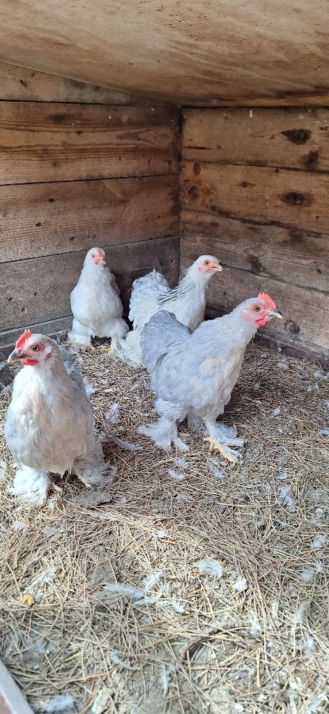 cochin kuikens, Dieren en Toebehoren, Pluimvee