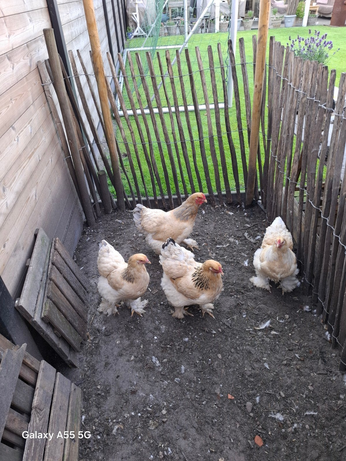 Brama kippen, Dieren en Toebehoren, Pluimvee