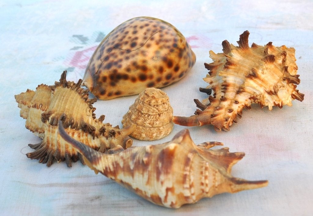 lot de 5 coquillages divers, Collections, Enlèvement ou Envoi, Coquillage(s)