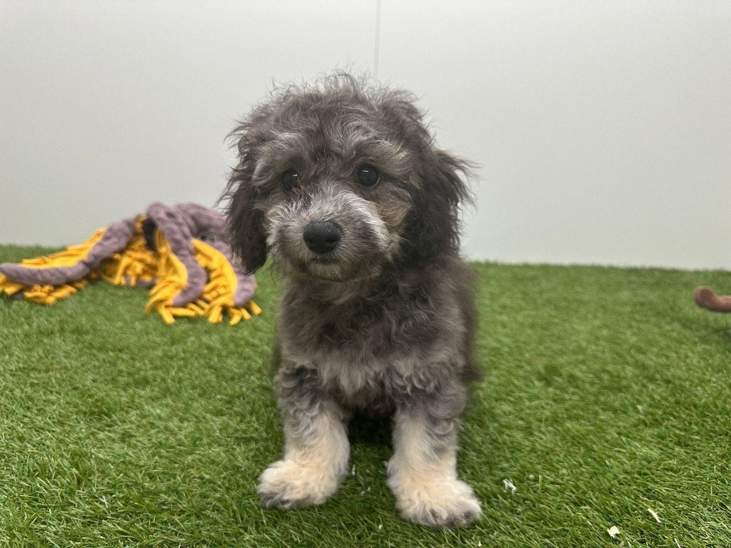 Chiots Maltipoo, 15 semaines à 1 an, Maladie de Carré (chiens), Petit, Éleveur | Professionnel