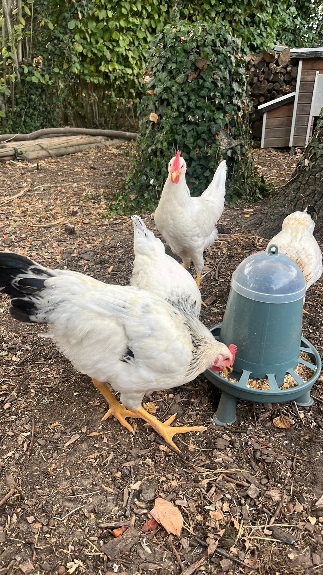 Vet Hanen gratis, Dieren en Toebehoren, Pluimvee