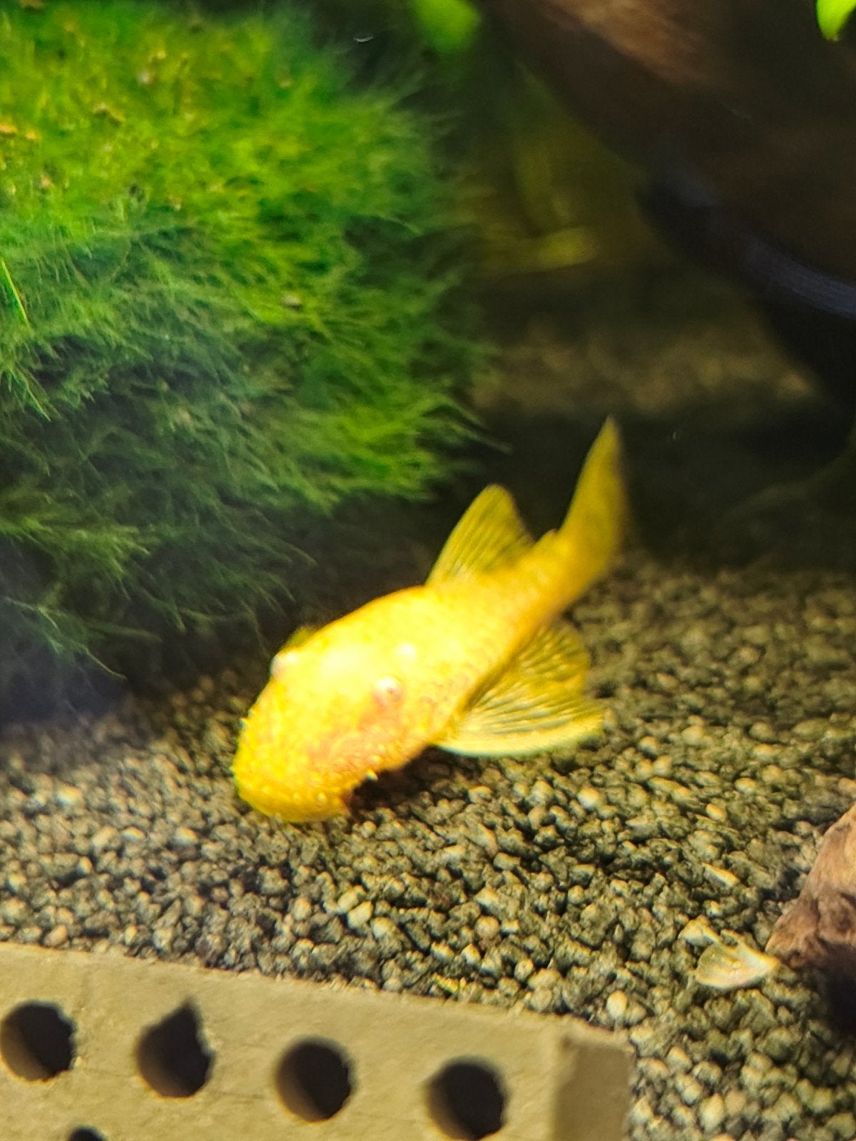 Mini albino ancistrus., Animaux & Accessoires, Poisson, Poisson d'eau douce