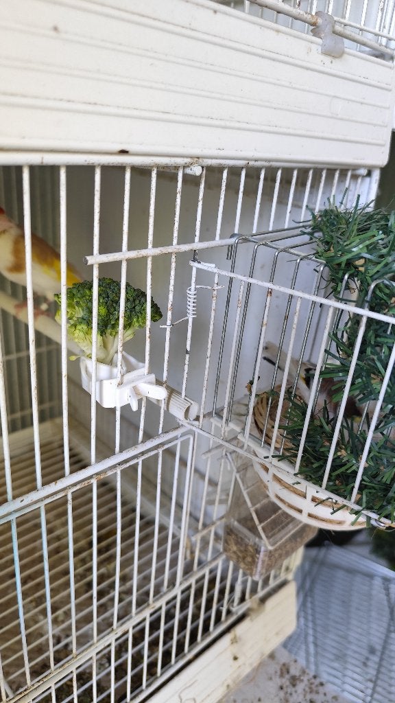 Chardonneret, Animaux & Accessoires, Oiseaux | Oiseaux Autre, Mâle, Domestique, Bagué