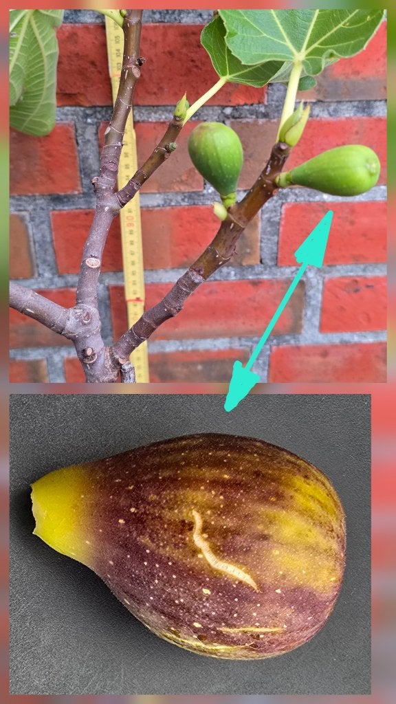 Vijgenboom  Ficus Carica  vijgen boom cast	   1v11, Tuin en Terras, Ophalen, Lente, Volle zon, In pot