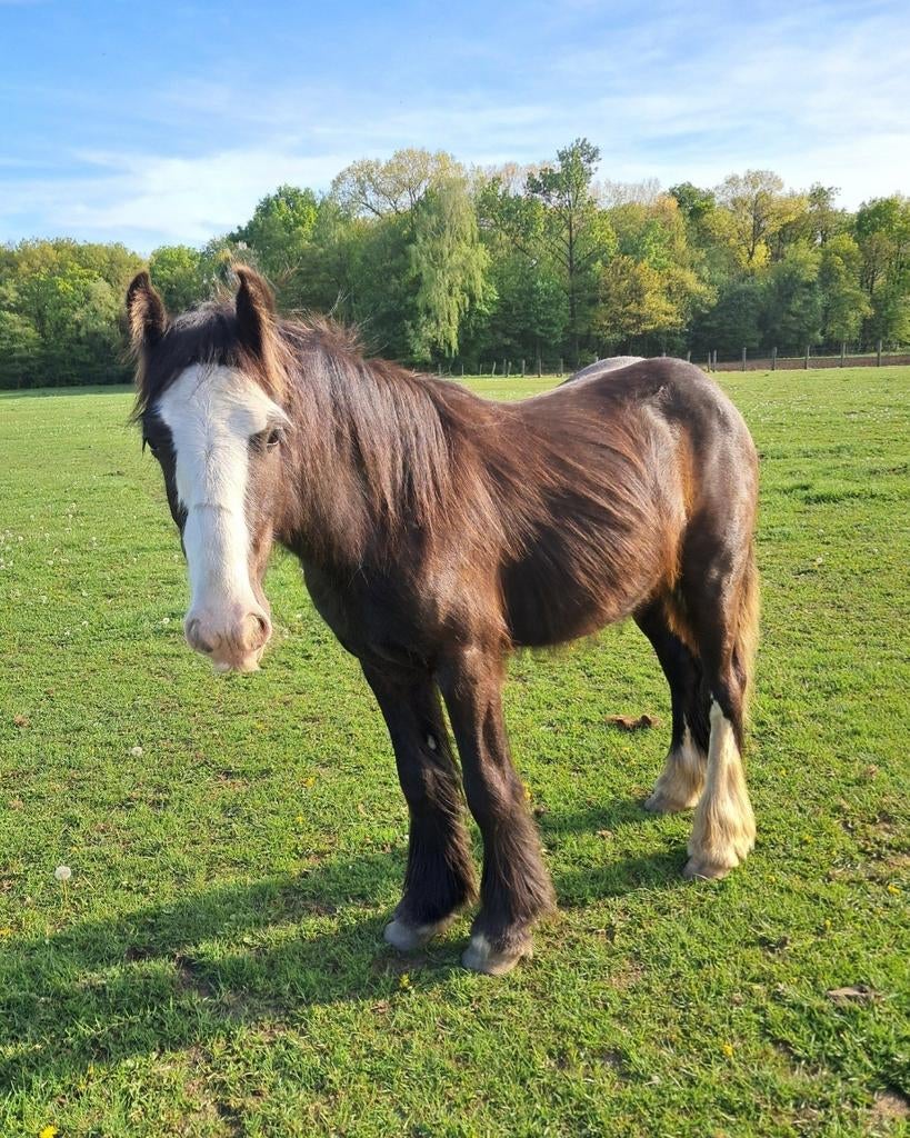 Brave c pony, Animaux & Accessoires, Poneys, Étalon