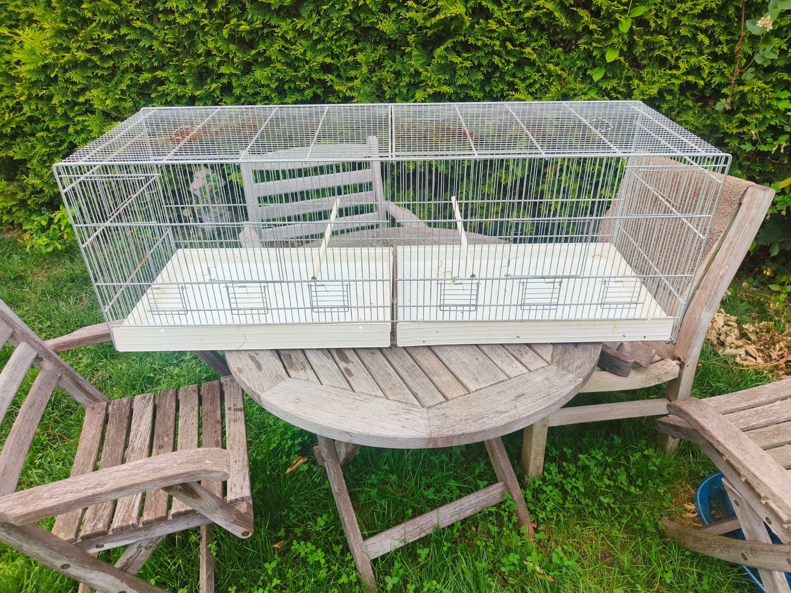 Kweekkooi vogels