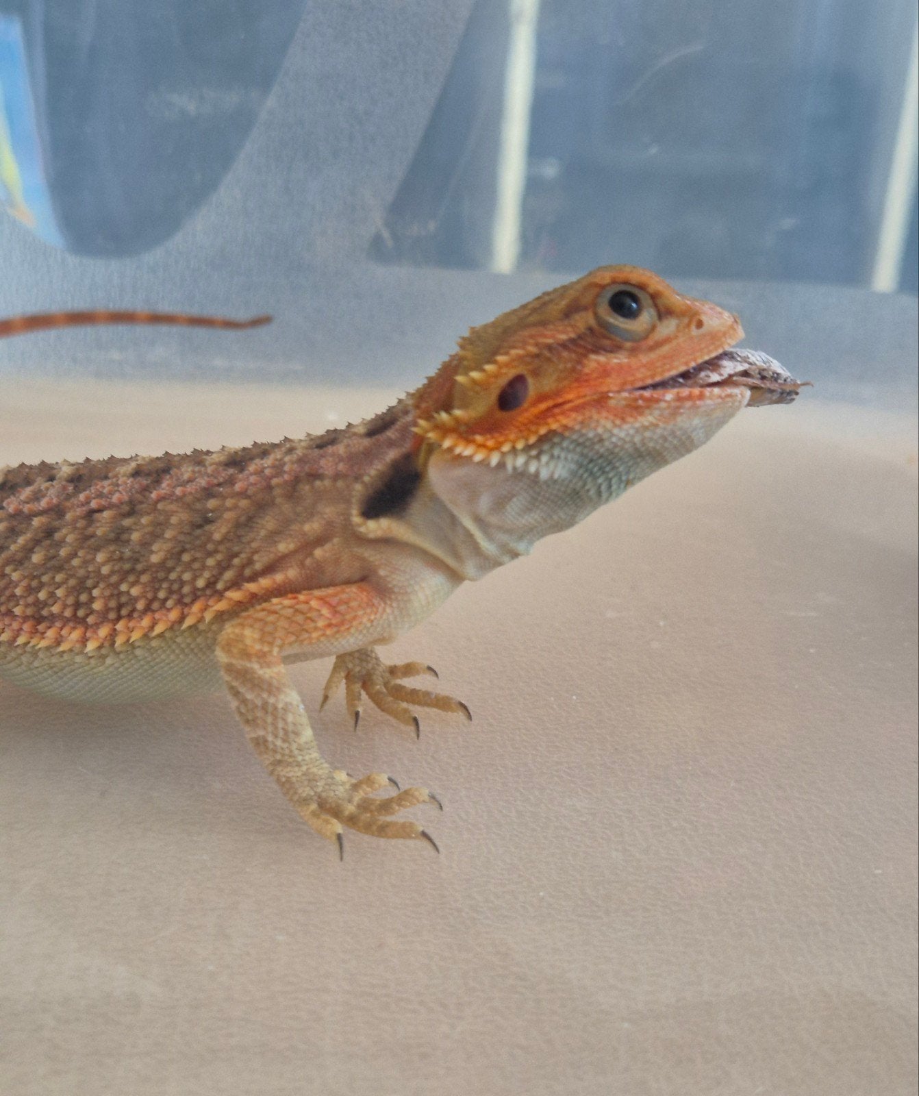 Pogona Trans Rood, Overige typen