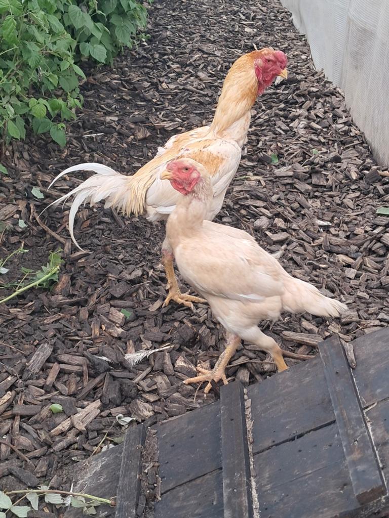 Zuid afrikaanse maleiers, Dieren en Toebehoren, Pluimvee, Meerdere dieren, Kip