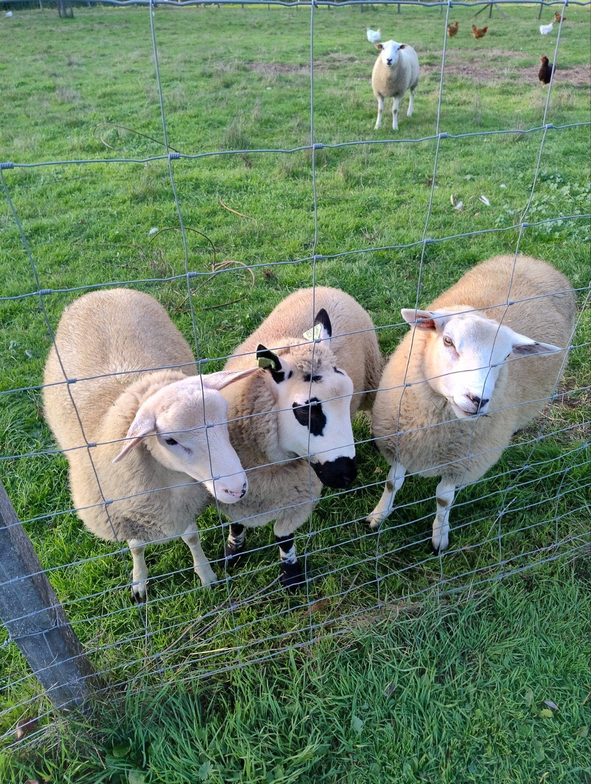 4 ramlammeren te koop, Mannelijk, Schaap, 0 tot 2 jaar