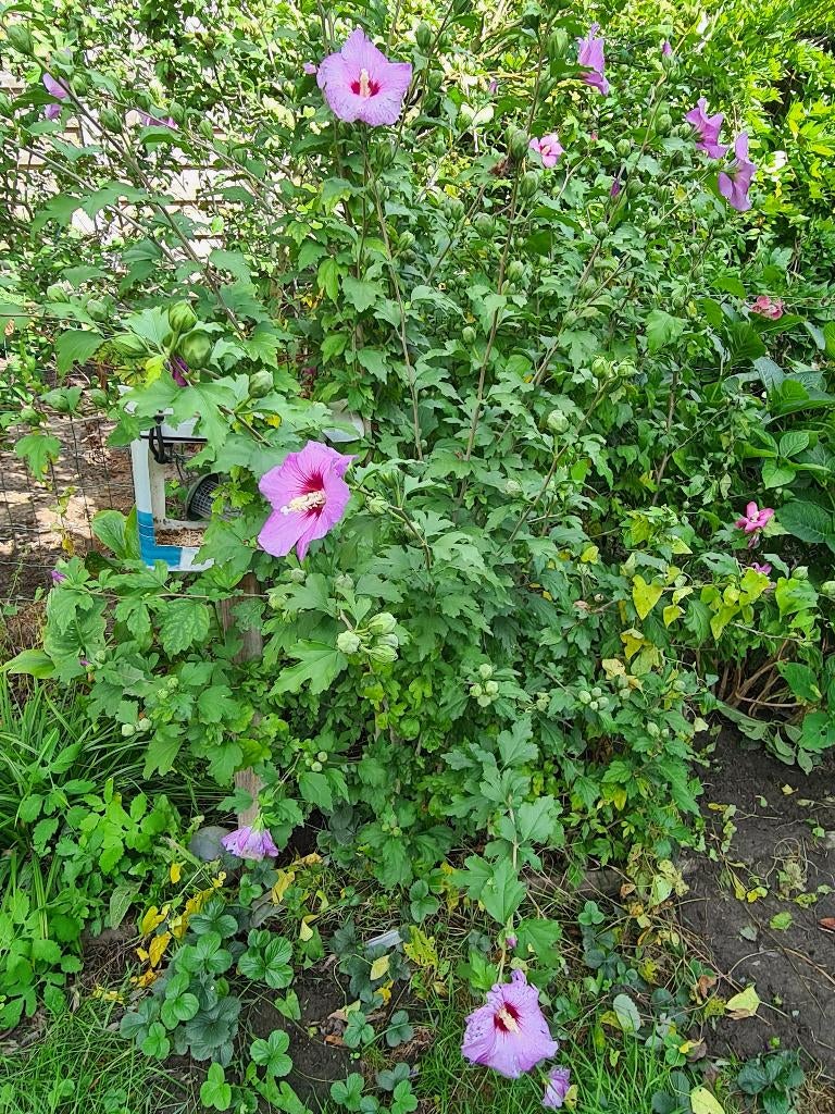 hibiscus, Jardin & Terrasse, Plantes | Arbustes & Haies, Enlèvement, Autres espèces, Arbuste, Moins de 100 cm