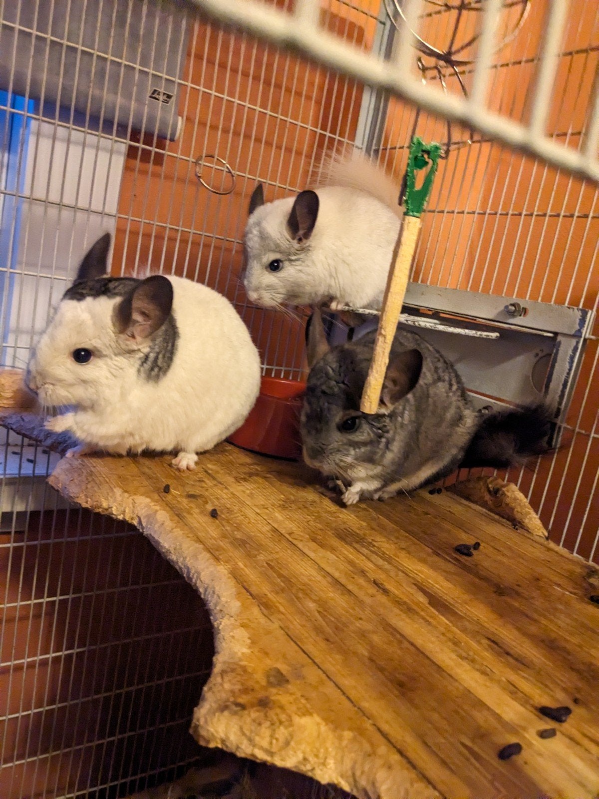Chinchila vrouwtje, Dieren en Toebehoren, Knaagdieren, December, Vrouwelijk, Chinchilla