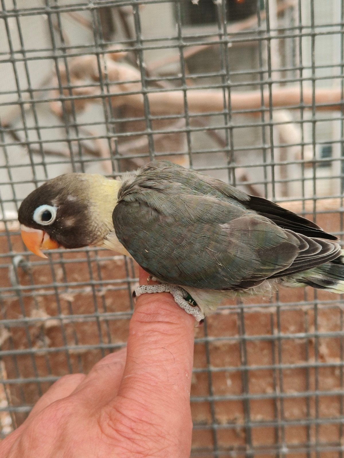 jonge personata slaty groen, Dieren en Toebehoren, Geringd