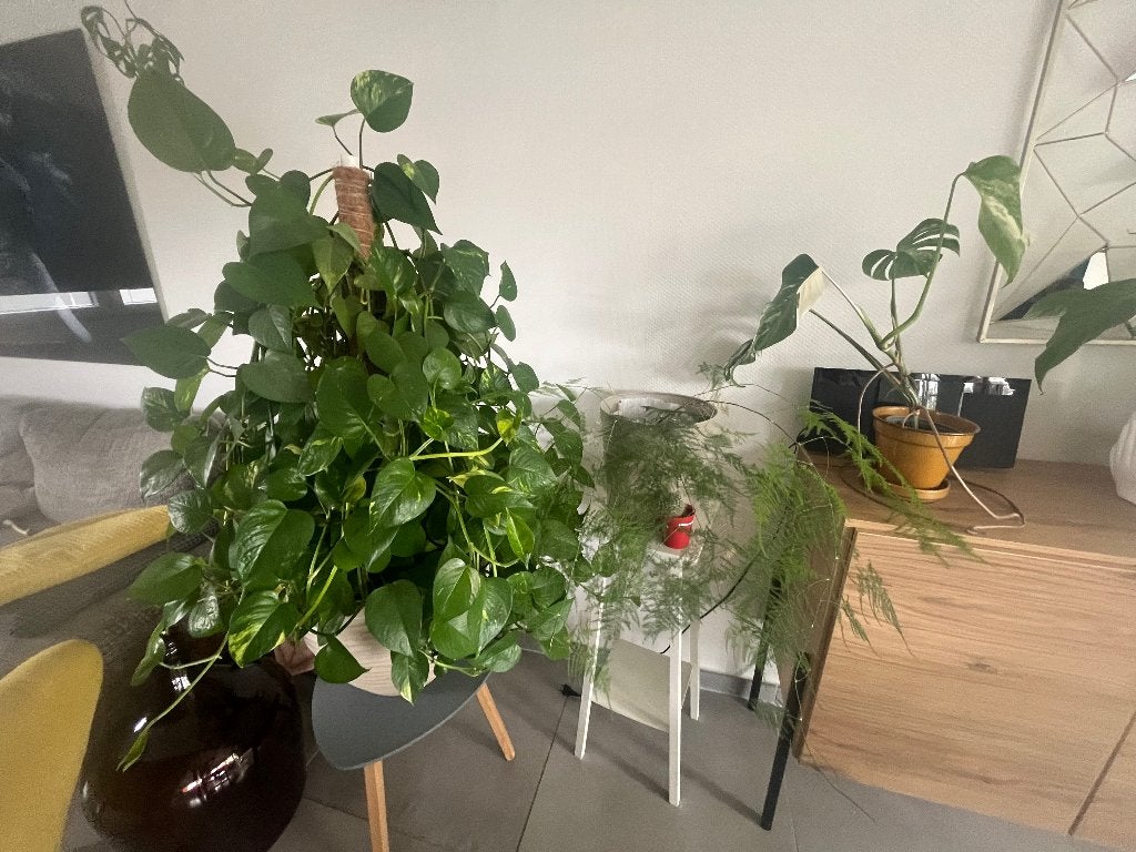Lot de plantes, Maison & Meubles, Plantes d'intérieur, Autres espèces, En pot, Moins de 100 cm, Enlèvement