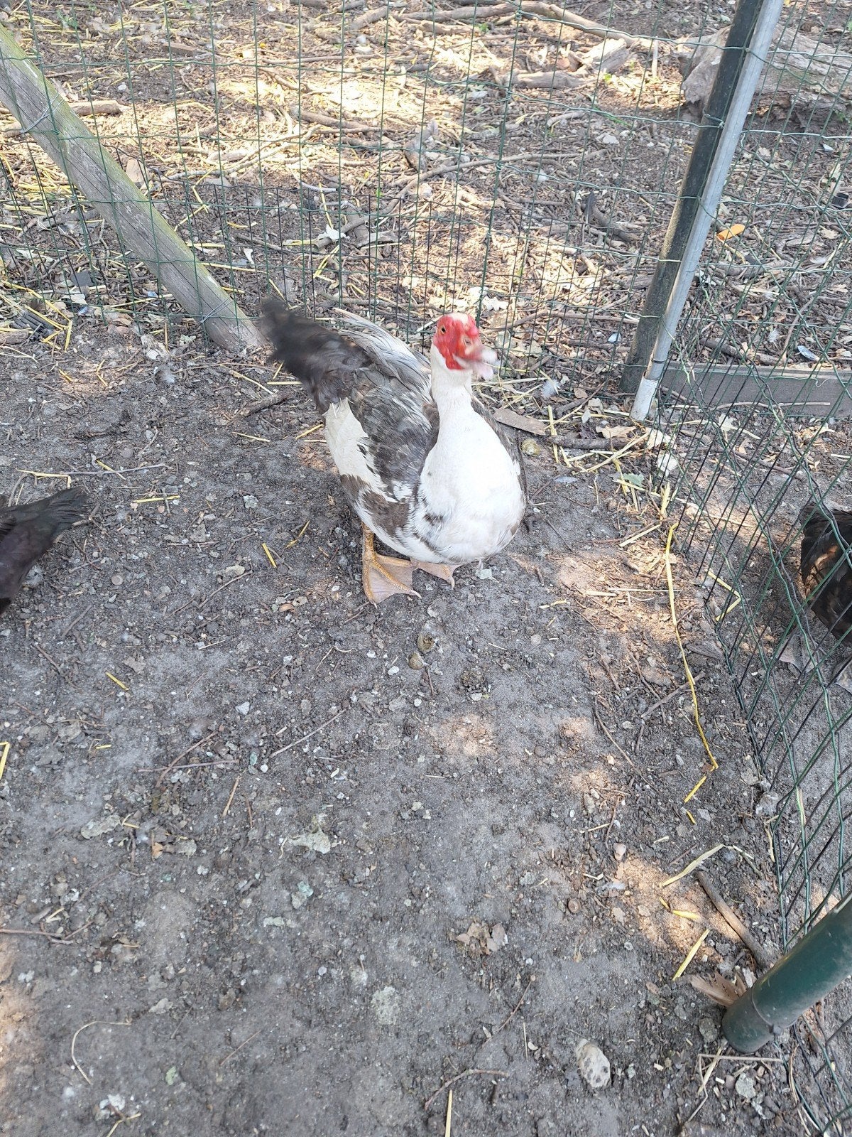 barberie eend man, Canard