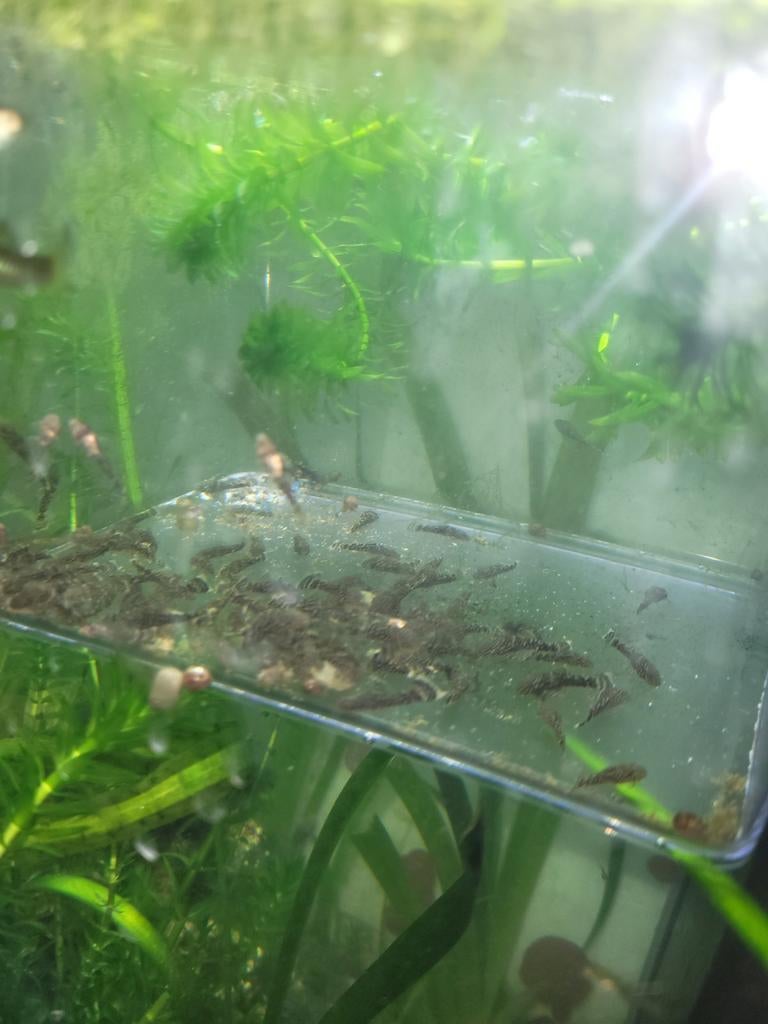 Pleco 2 à 5cm, Dieren en Toebehoren