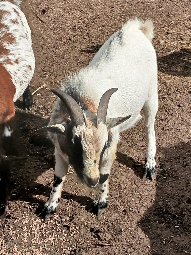 dwerggeit, Dieren en Toebehoren, Schapen, Geiten en Varkens, Mannelijk, Geit, 0 tot 2 jaar