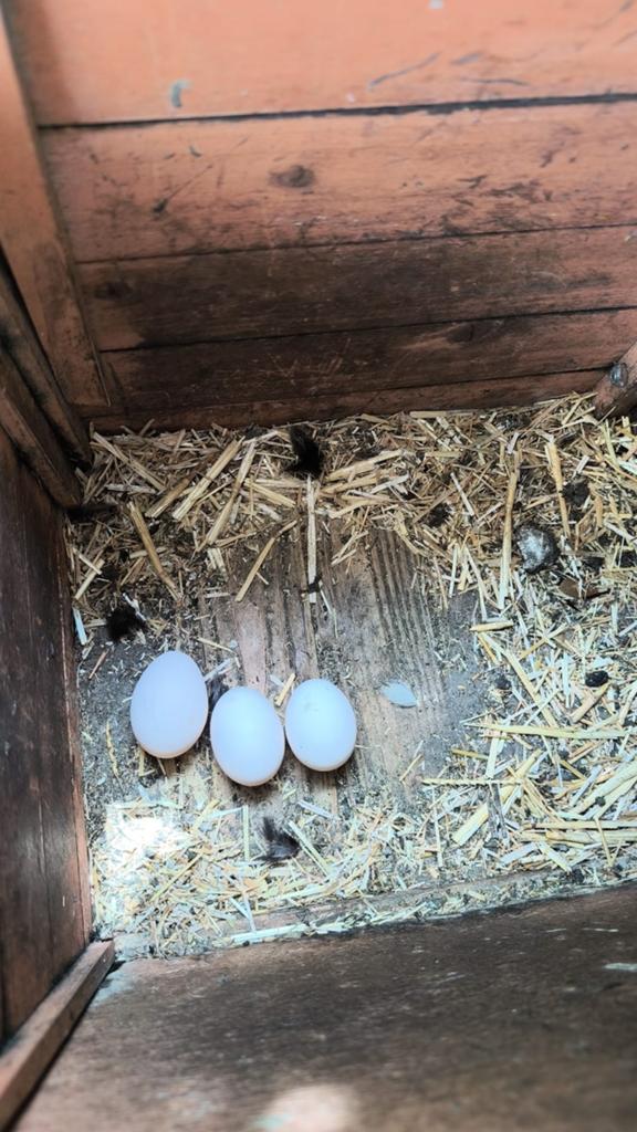 Broedeieren padua of Nederlandse baardkuifhoen, Mei, Geslacht onbekend