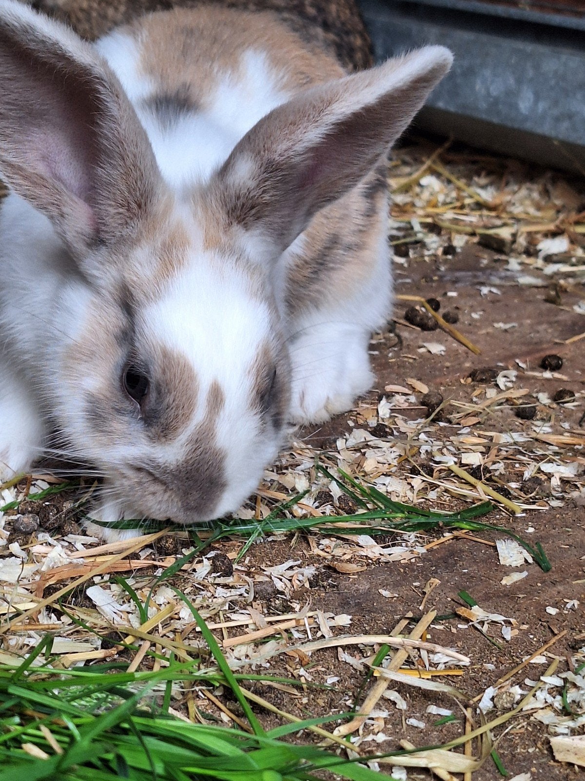 Jonge rammelaars te koop, Dieren en Toebehoren, Konijnen, Mannelijk, Middelgroot, 0 tot 2 jaar