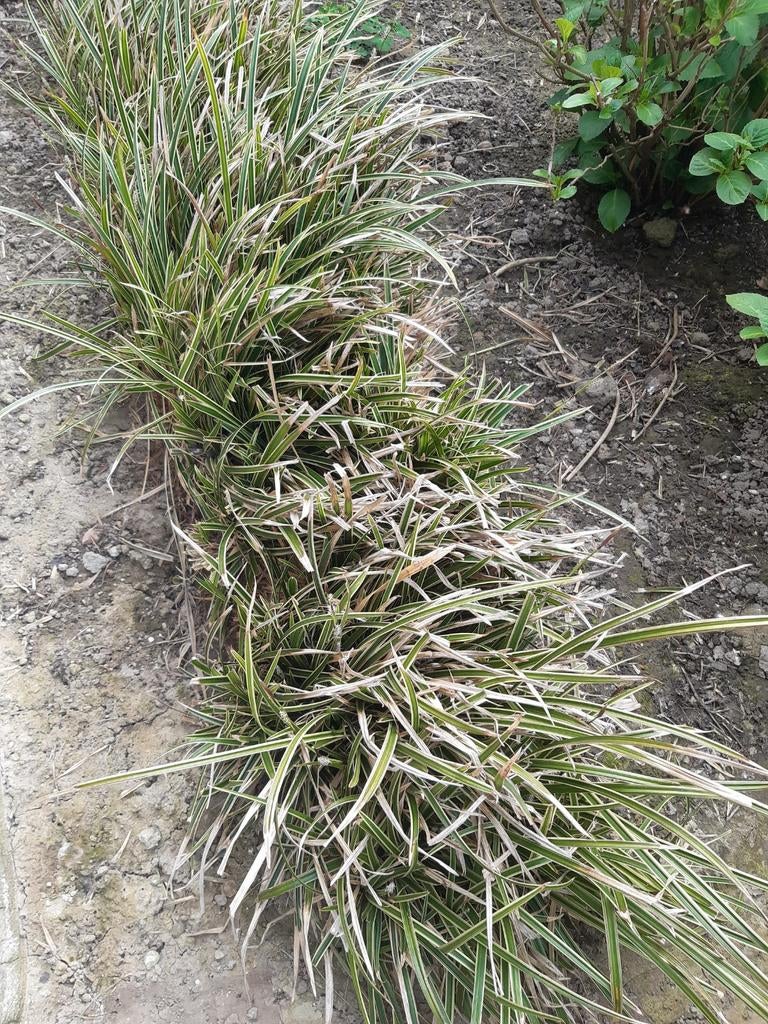 Carex morrowii, Ophalen
