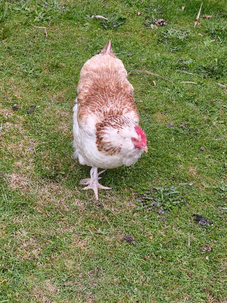 Faverolle groothoender hen en Britse araucana lavendel, Femelle, Poule ou poulet