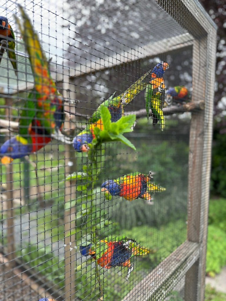 KWK lori van de blauwe bergen + jong, Meerdere dieren, Parkiet, Geringd