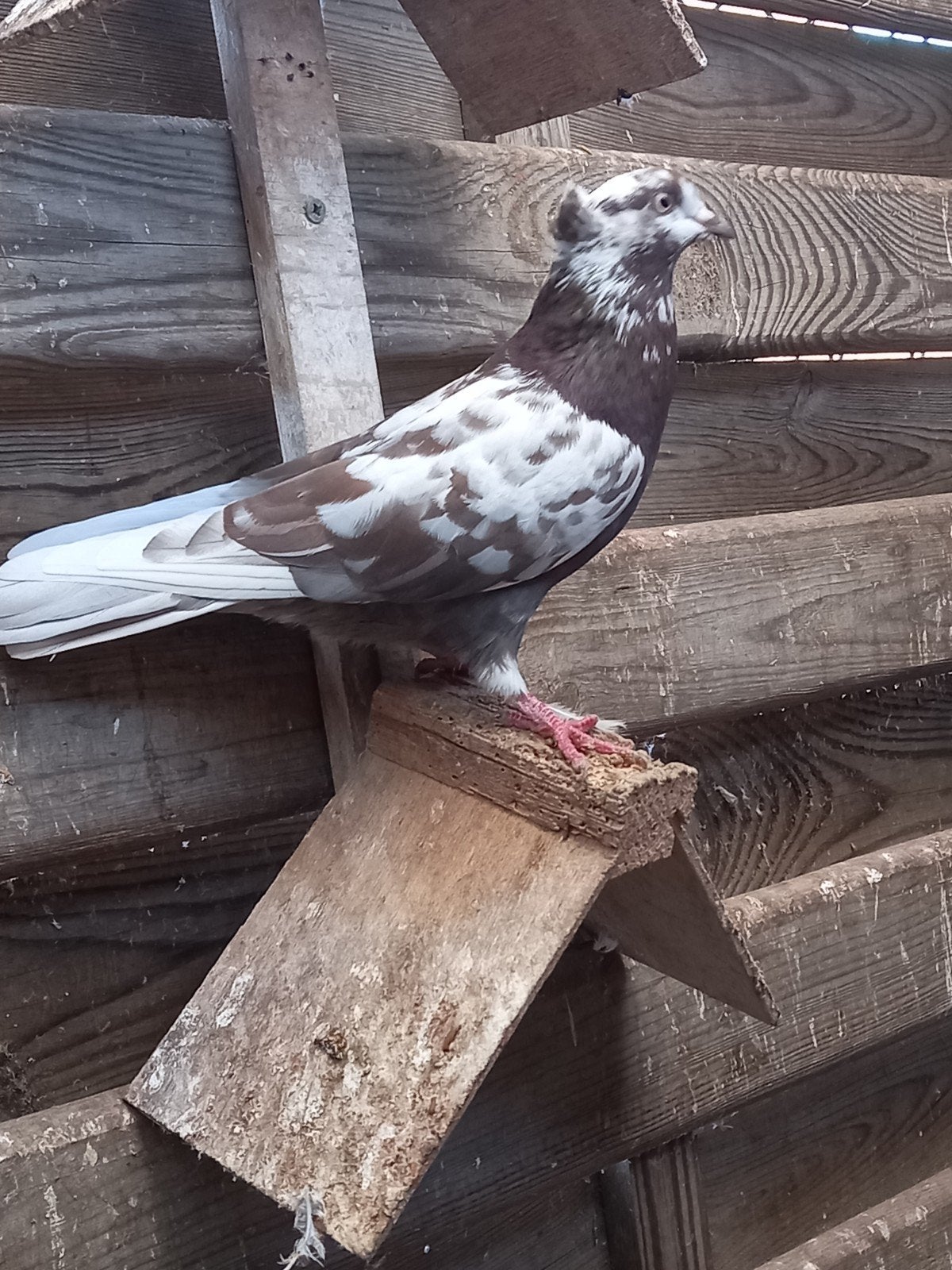 Iraanse duiven, Dieren en Toebehoren, Overige soorten