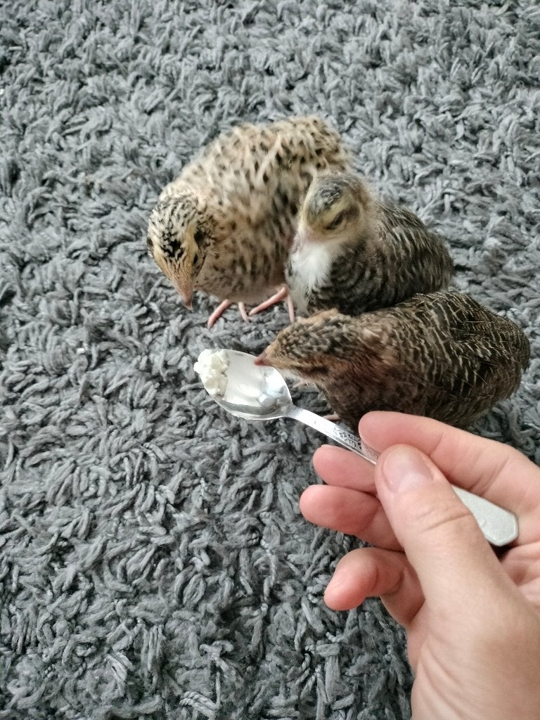 Japanse kwartels, Dieren en Toebehoren, Geslacht onbekend